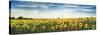 Sunflower field, Plateau Valensole, Provence, France-Frank Krahmer-Stretched Canvas