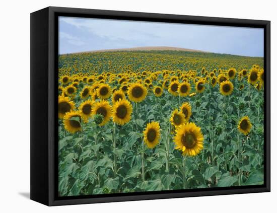 Sunflower Field, Provence, France-Gavriel Jecan-Framed Stretched Canvas