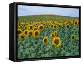 Sunflower Field, Provence, France-Gavriel Jecan-Framed Stretched Canvas