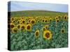 Sunflower Field, Provence, France-Gavriel Jecan-Stretched Canvas