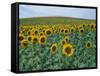 Sunflower Field, Provence, France-Gavriel Jecan-Framed Stretched Canvas