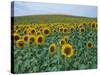 Sunflower Field, Provence, France-Gavriel Jecan-Stretched Canvas