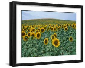 Sunflower Field, Provence, France-Gavriel Jecan-Framed Premium Photographic Print