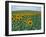 Sunflower Field, Provence, France-Gavriel Jecan-Framed Premium Photographic Print