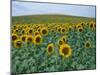 Sunflower Field, Provence, France-Gavriel Jecan-Mounted Premium Photographic Print