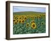 Sunflower Field, Provence, France-Gavriel Jecan-Framed Photographic Print