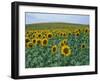 Sunflower Field, Provence, France-Gavriel Jecan-Framed Photographic Print