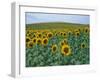 Sunflower Field, Provence, France-Gavriel Jecan-Framed Photographic Print