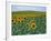 Sunflower Field, Provence, France-Gavriel Jecan-Framed Photographic Print