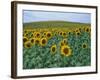 Sunflower Field, Provence, France-Gavriel Jecan-Framed Photographic Print