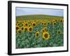 Sunflower Field, Provence, France-Gavriel Jecan-Framed Photographic Print