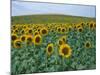 Sunflower Field, Provence, France-Gavriel Jecan-Mounted Photographic Print