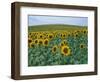 Sunflower Field, Provence, France-Gavriel Jecan-Framed Photographic Print