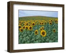 Sunflower Field, Provence, France-Gavriel Jecan-Framed Photographic Print