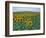 Sunflower Field, Provence, France-Gavriel Jecan-Framed Photographic Print