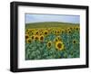 Sunflower Field, Provence, France-Gavriel Jecan-Framed Photographic Print