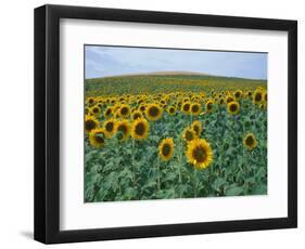 Sunflower Field, Provence, France-Gavriel Jecan-Framed Photographic Print