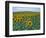 Sunflower Field, Provence, France-Gavriel Jecan-Framed Photographic Print