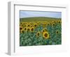 Sunflower Field, Provence, France-Gavriel Jecan-Framed Photographic Print