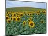 Sunflower Field, Provence, France-Gavriel Jecan-Mounted Photographic Print