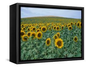 Sunflower Field, Provence, France-Gavriel Jecan-Framed Stretched Canvas