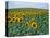 Sunflower Field, Provence, France-Gavriel Jecan-Stretched Canvas