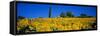 Sunflower Field, Tuscany, Italy, Europe-John Miller-Framed Stretched Canvas