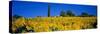 Sunflower Field, Tuscany, Italy, Europe-John Miller-Stretched Canvas