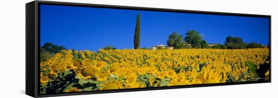 Sunflower Field, Tuscany, Italy, Europe-John Miller-Framed Stretched Canvas