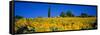 Sunflower Field, Tuscany, Italy, Europe-John Miller-Framed Stretched Canvas
