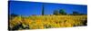 Sunflower Field, Tuscany, Italy, Europe-John Miller-Stretched Canvas