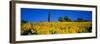 Sunflower Field, Tuscany, Italy, Europe-John Miller-Framed Photographic Print