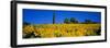 Sunflower Field, Tuscany, Italy, Europe-John Miller-Framed Photographic Print