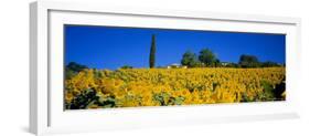 Sunflower Field, Tuscany, Italy, Europe-John Miller-Framed Photographic Print