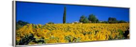 Sunflower Field, Tuscany, Italy, Europe-John Miller-Framed Photographic Print