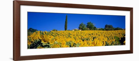 Sunflower Field, Tuscany, Italy, Europe-John Miller-Framed Photographic Print