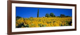 Sunflower Field, Tuscany, Italy, Europe-John Miller-Framed Photographic Print