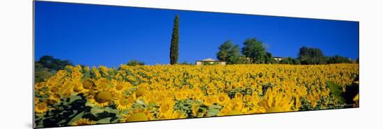 Sunflower Field, Tuscany, Italy, Europe-John Miller-Mounted Photographic Print