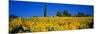 Sunflower Field, Tuscany, Italy, Europe-John Miller-Mounted Photographic Print