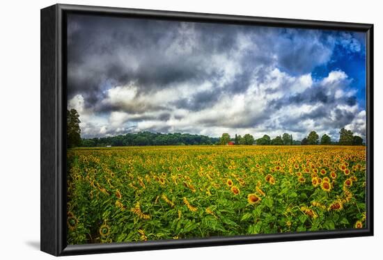 Sunflower Field-Robert Lott-Framed Art Print