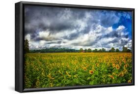 Sunflower Field-Robert Lott-Framed Art Print