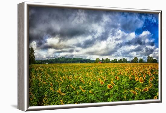 Sunflower Field-Robert Lott-Framed Art Print
