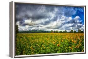 Sunflower Field-Robert Lott-Framed Art Print