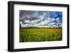 Sunflower Field-Robert Lott-Framed Art Print