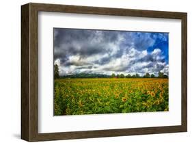 Sunflower Field-Robert Lott-Framed Art Print