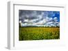 Sunflower Field-Robert Lott-Framed Art Print