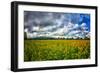 Sunflower Field-Robert Lott-Framed Art Print