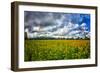 Sunflower Field-Robert Lott-Framed Art Print