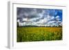 Sunflower Field-Robert Lott-Framed Art Print