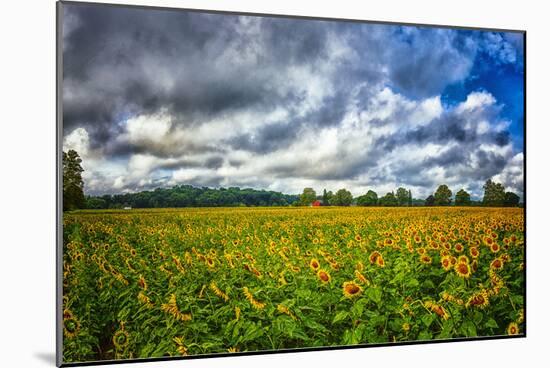 Sunflower Field-Robert Lott-Mounted Art Print